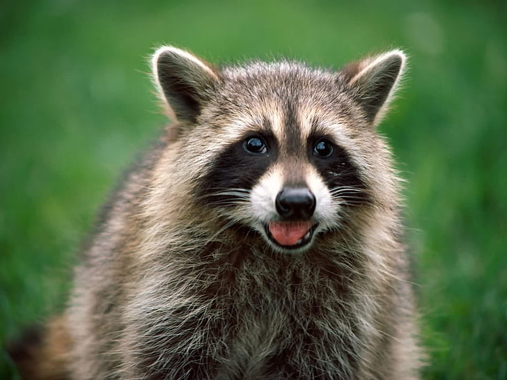 Cool Raccoon, gray and black racoon, Animals, one animal, animal themes, HD wallpaper
