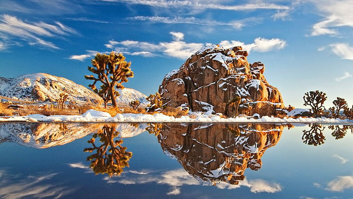 landscape, lake, cactus, cacti, united states, california, national park, HD wallpaper