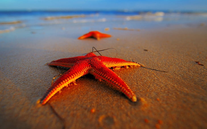 Evening beach starfish close-up, two orange starfish