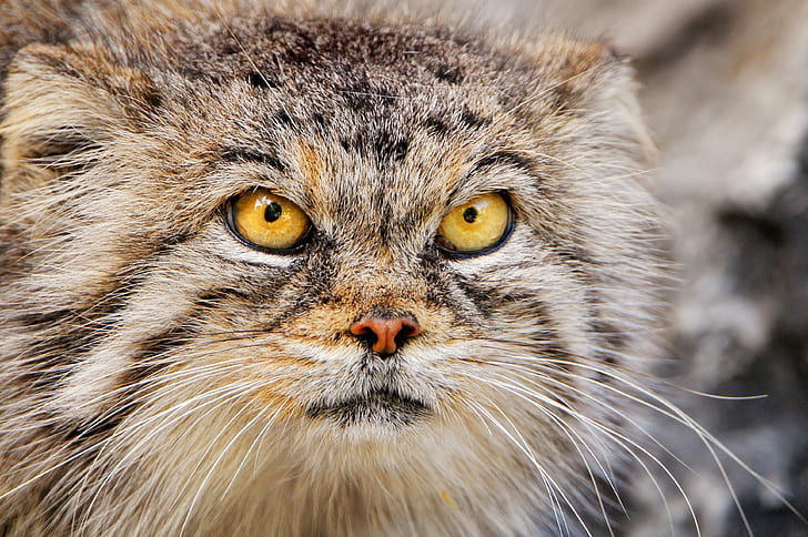 selective focus photography of brown Tabby cat, female, Pallas' cat, HD wallpaper