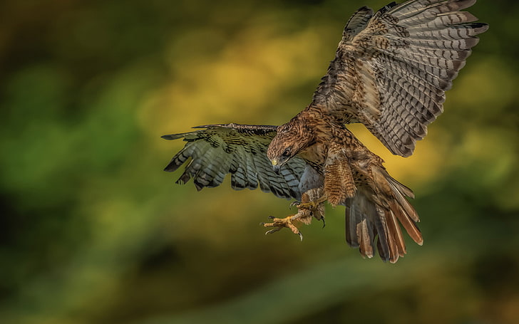 Red Tailed Hawk Bird Birds Of Prey Bird Populated In Much Of North America Alaska Northern Canada To The South As Panama And West India Wallpapers Hd 3840×2400, HD wallpaper