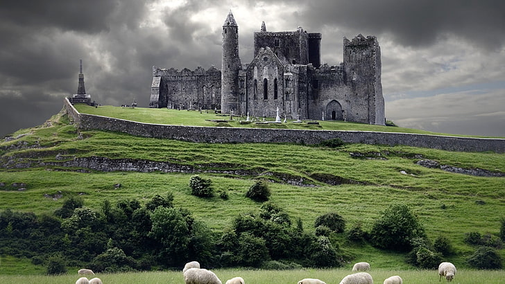 gray concrete castle, animals, landscape, Ireland, ruin, sheep
