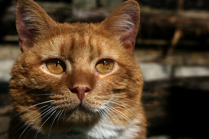 depth of field photography of a orange tabby cat, cat, shelter