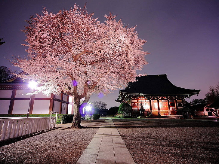 HD wallpaper: cherry blossom tree, nature, Japan, plant, illuminated,  architecture | Wallpaper Flare
