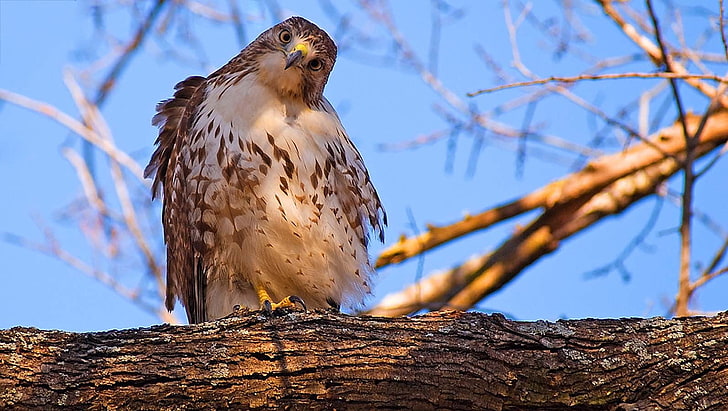brown and white eagle, birds, hawk (animal), tree, bird of prey