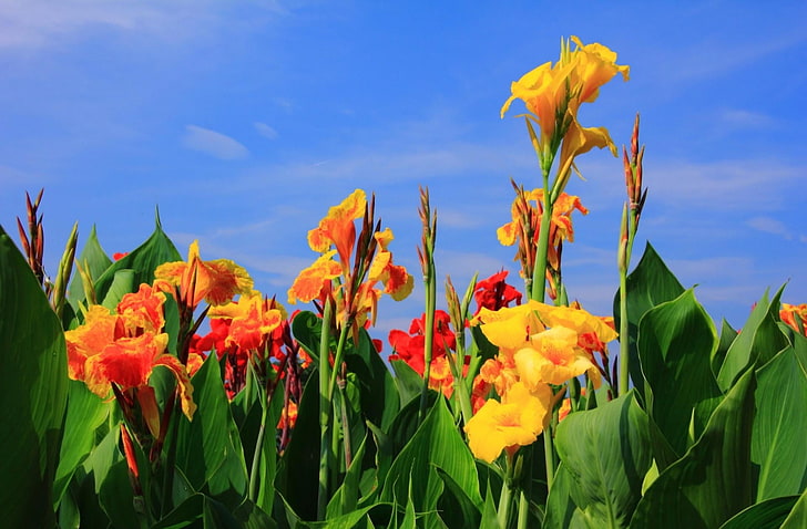 yellow and orange canna lilies, gladioli, flowers, buds, sky