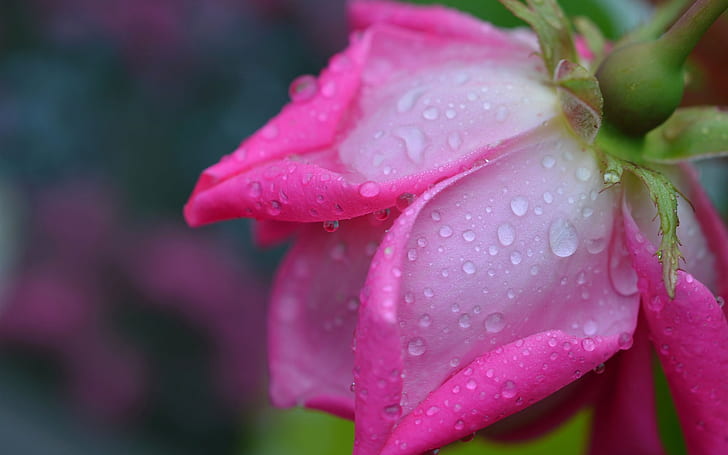 Rose macro photography, pink petals, water drops, HD wallpaper