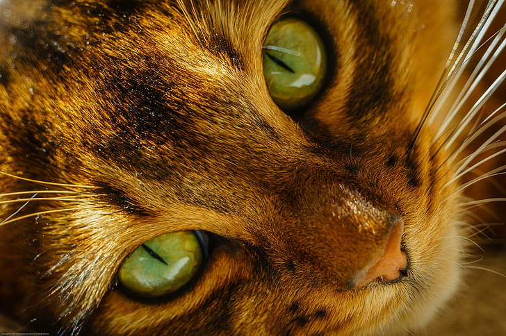 Cats Eyes Glance Snout Animals Free Desktop Background