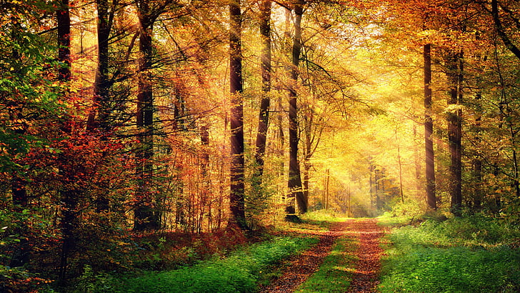 woodland, forest, forest path, autumn forest, sunlight, sunbeam, HD wallpaper