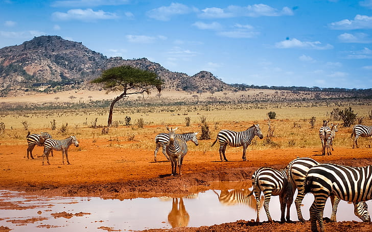 Kenya safari, zebras, water, blue sky