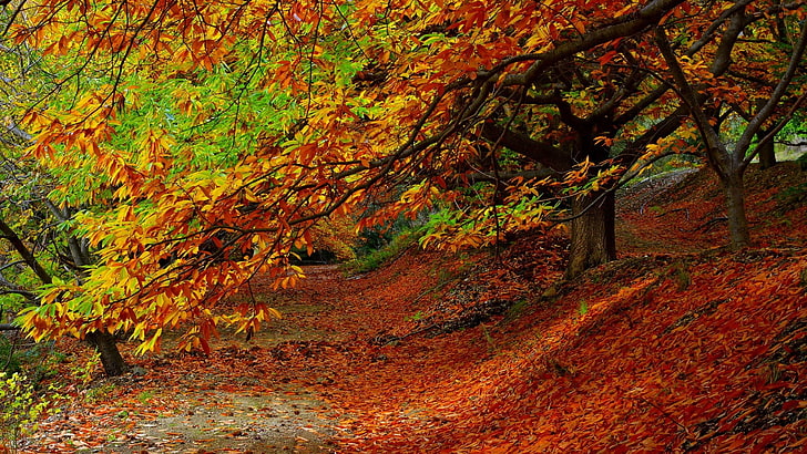 orange maple leaf, falling leaves photo, nature, trees, forest