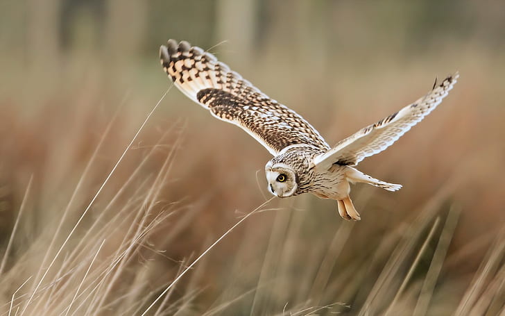 Bird close-up, owl flying, grass