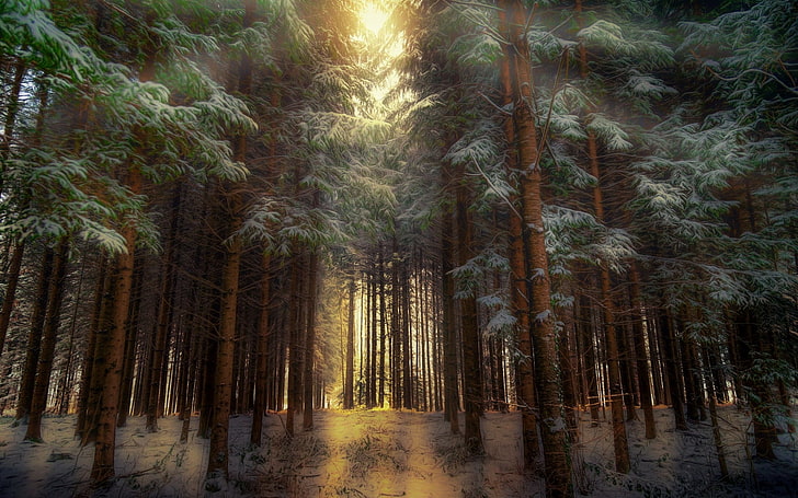 green pine trees, forest, nature, winter, HDR, sunlight, plant