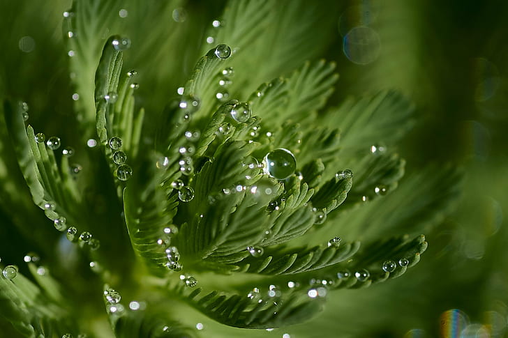 selective focus photography of green plant, HMM, Dew, drops, Aperture, HD wallpaper
