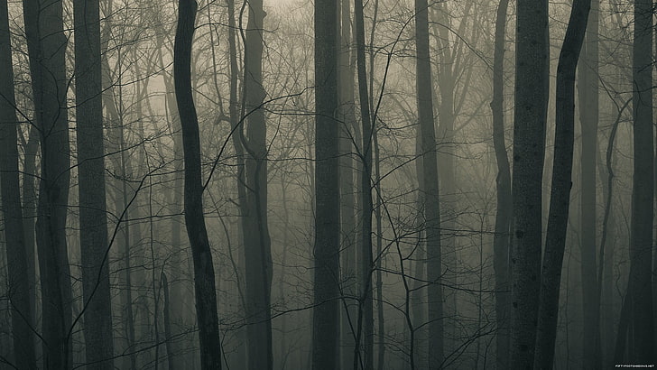 bare trees, dark, forest, plant, trunk, tree trunk, fog, no people