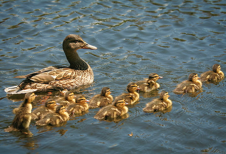 flock or duck and ducklings photo, ducklings, fc, bird, nature
