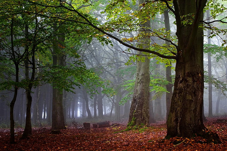 forest, mist, leaves, trees, morning, nature, landscape, HD wallpaper