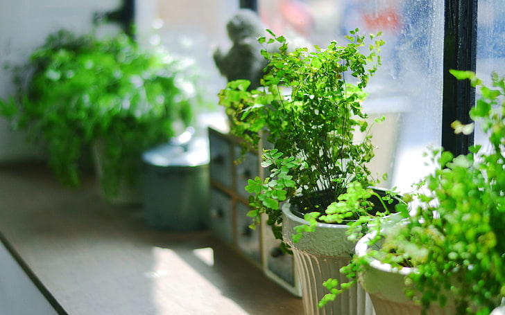 Plants, indoor plants, pots, cultivation, shelves, ceramics, HD phone  wallpaper | Peakpx