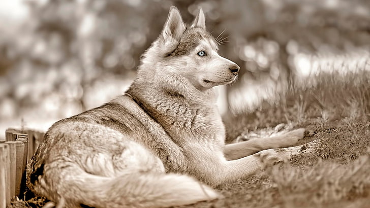 white and gray Siberian husky, Siberian Husky , dog, animals, HD wallpaper