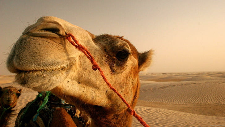 Camel in the desert, brown camel, animal, HD wallpaper