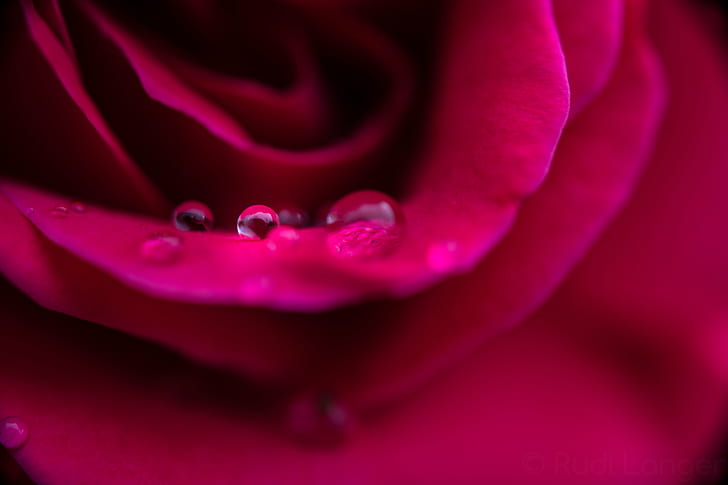 micro photography of water drop on flower, rose, rose, auf, Macro