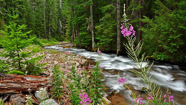 wildflower, river, flora, wilderness, creek, woodland, tree