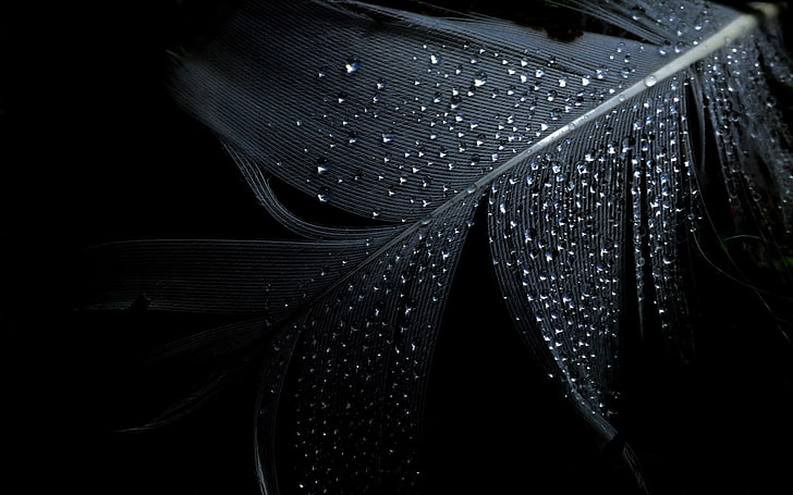 white feather, feathers, water drops, wet, close-up, no people