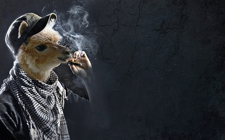 HD wallpaper: art, cigarettes, digital, funny, llama, smoking, mammal, one  animal | Wallpaper Flare