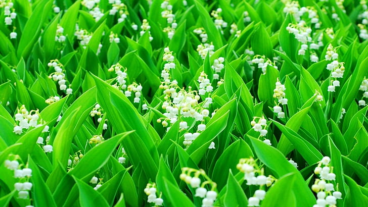 Lily of the Valley, white flowers, green leaves, HD wallpaper