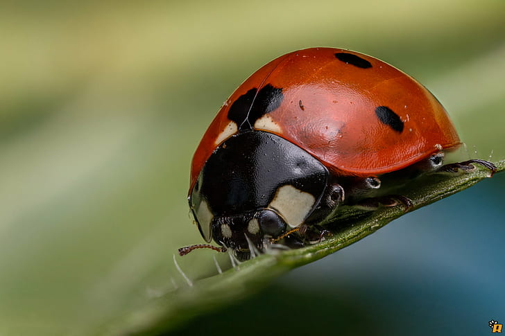 selective focus photography of red ladybug beetle, Spring, lady bug, HD wallpaper