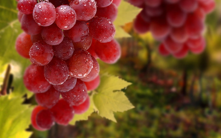 red grapes, macro, fruit, wet, nature, food, bunch, ripe, leaf