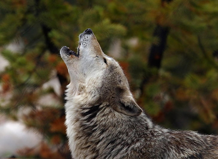 grey and white wolf, howling, crying, dog, carnivore, animal, HD wallpaper