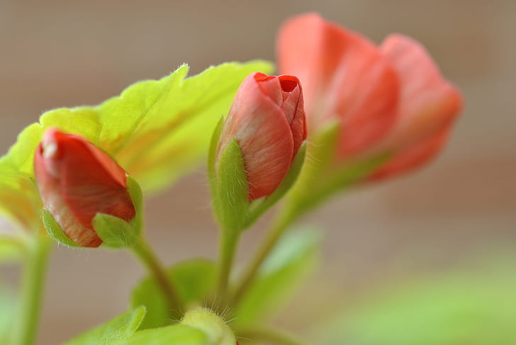 closeup photo of three red flowers, geranium, geranium, buds, HD wallpaper