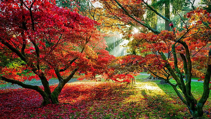 Hd Wallpaper Red Forest Photography Of Autumn Seasons Nature