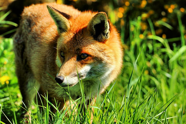 brown fox, fox, British Wildlife Centre, red Fox, animal, mammal, HD wallpaper