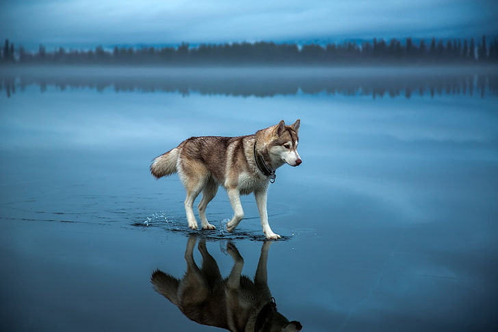 landscape, animals, alone, reflection, dog, lake, clouds, Siberian Husky