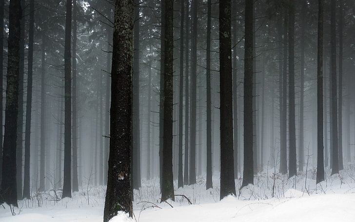 tall trees during snow, landscape, winter, cold temperature, forest