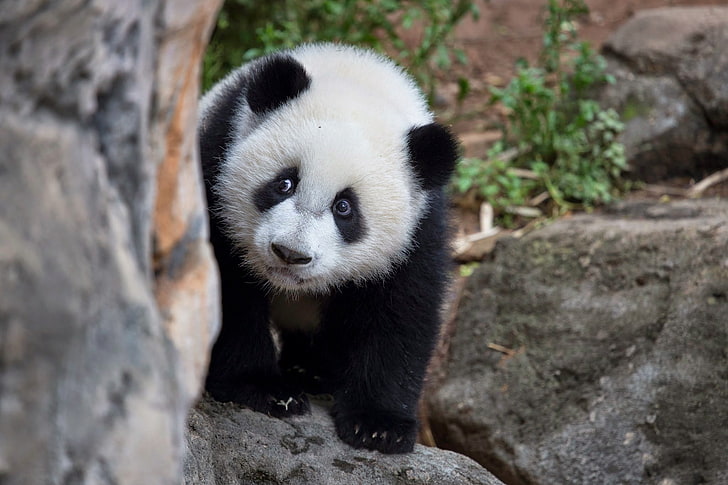 baby, baer, bears, cute, panda, pandas, HD wallpaper