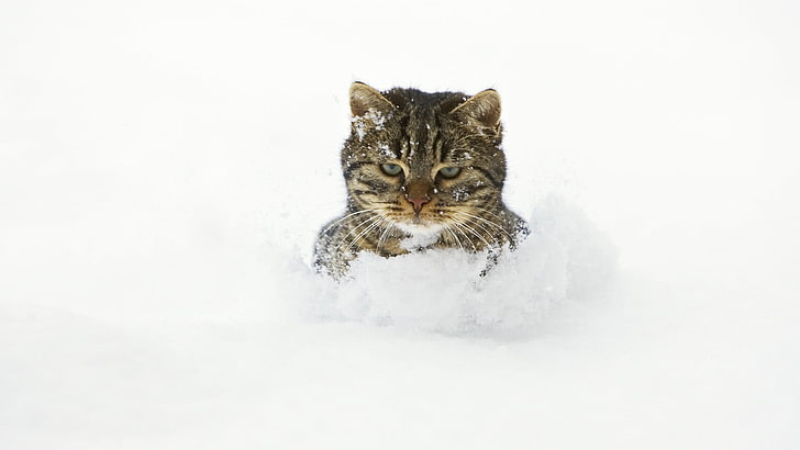 brown tabby cat, snow, pets, mammal, winter, domestic, domestic animals