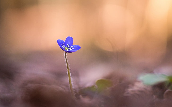 blue aconite flower, anemone hepatica, blur, macro, petals, flowering plant