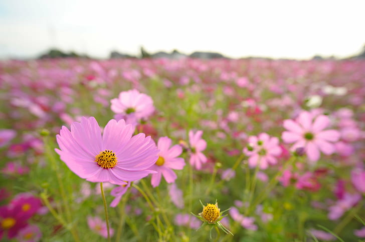 pink Cosmos flower field in bloom during daytime, Anjo, shrine, HD wallpaper