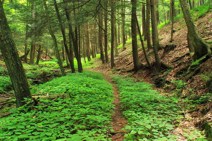 green trees and plants in forest, Early-Morning, Hike, Pennsylvania