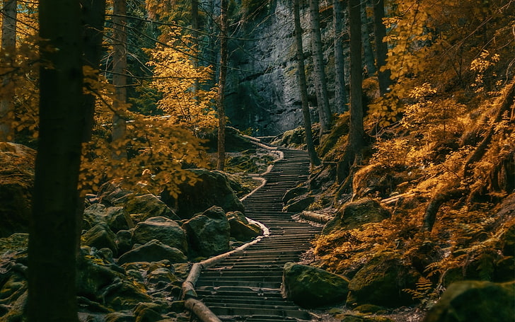brown leafed trees, path, stairs, dark, forest, Germany, nature, HD wallpaper