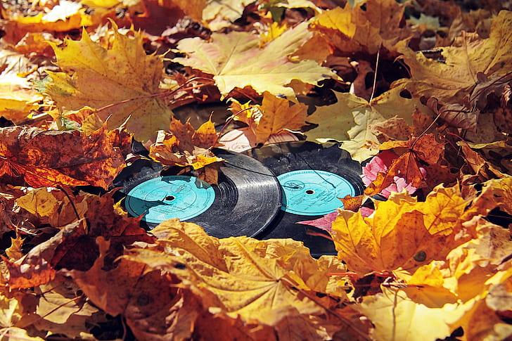 leaves, vinyl, fall, fallen leaves, orange, HD wallpaper