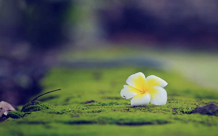 focus photo of yellow and white flower, shallow focus photography of white-and-yellow petaled flower on green mossy ground