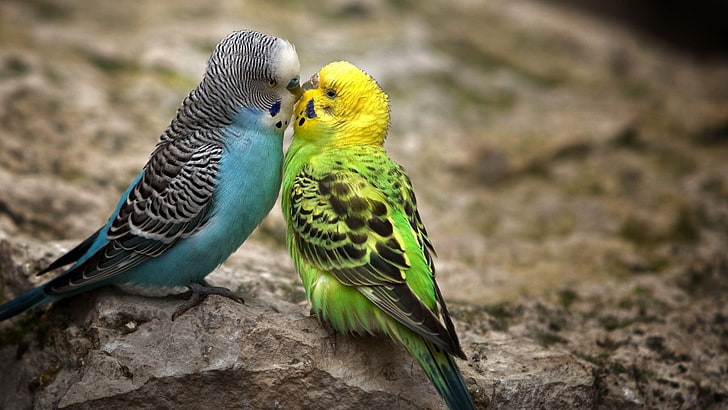blue and green budgerigars, birds, lovebirds, animals, animal themes