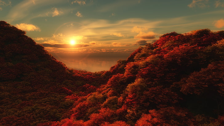 red leafed tree, red forest during golden hour, fall, landscape, HD wallpaper