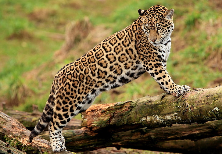 leopard animal, jaguar, log, predator, wildlife, nature, mammal, HD wallpaper