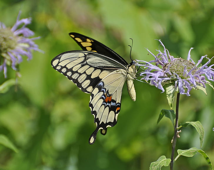 Easter Swallowtail Butterfly, swallowtail, Giant Swallowtail