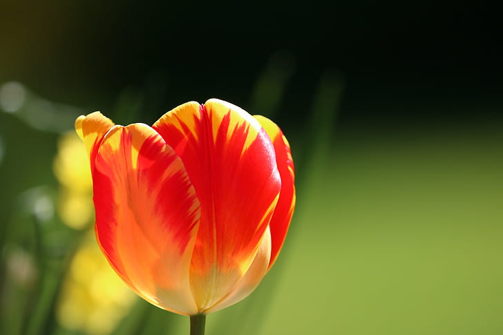 red and yellow flower in tilt shift lens photography, warm, colors, HD wallpaper